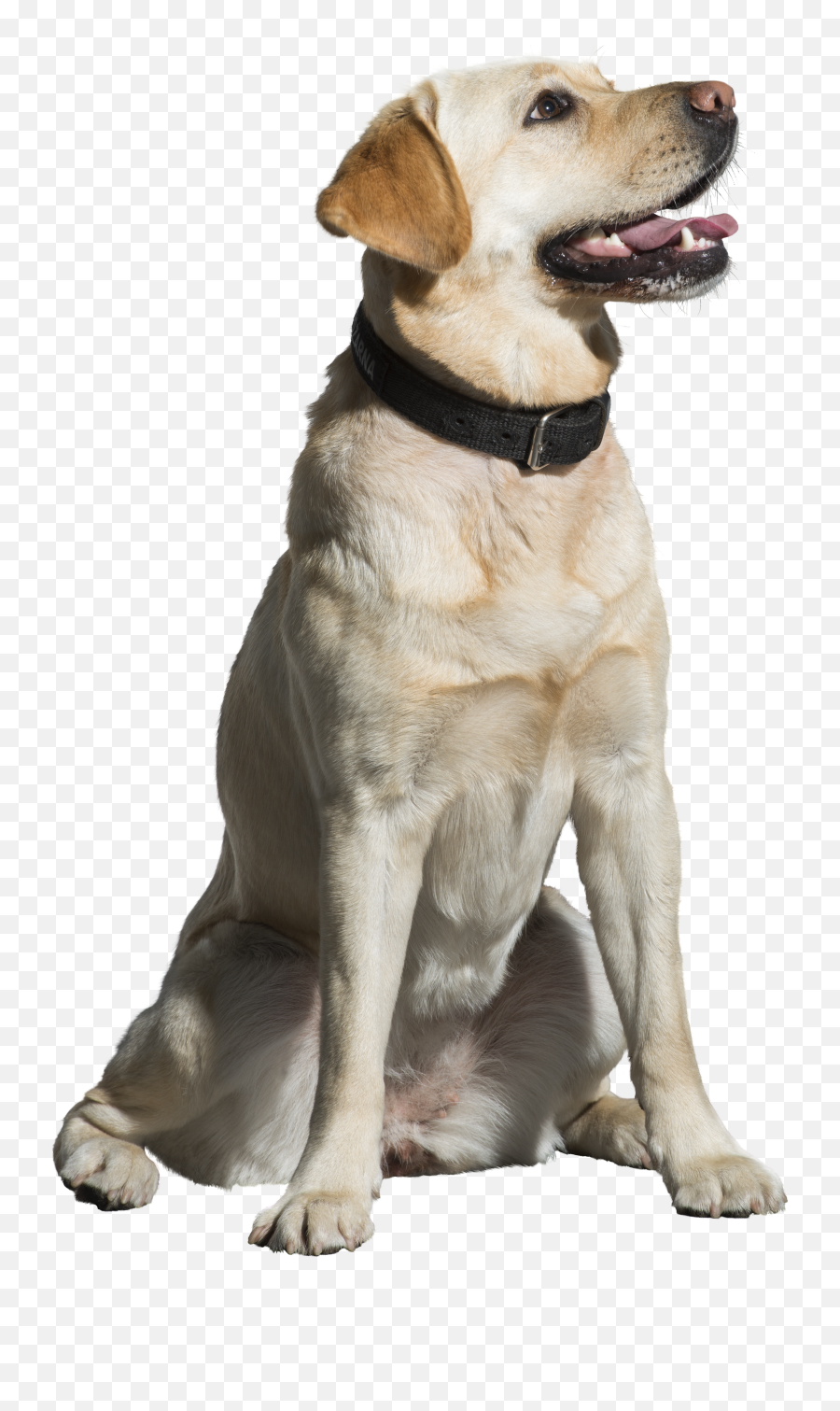 Animal Png Free Resources Download Collection - Labrador Png Emoji,Animals Png