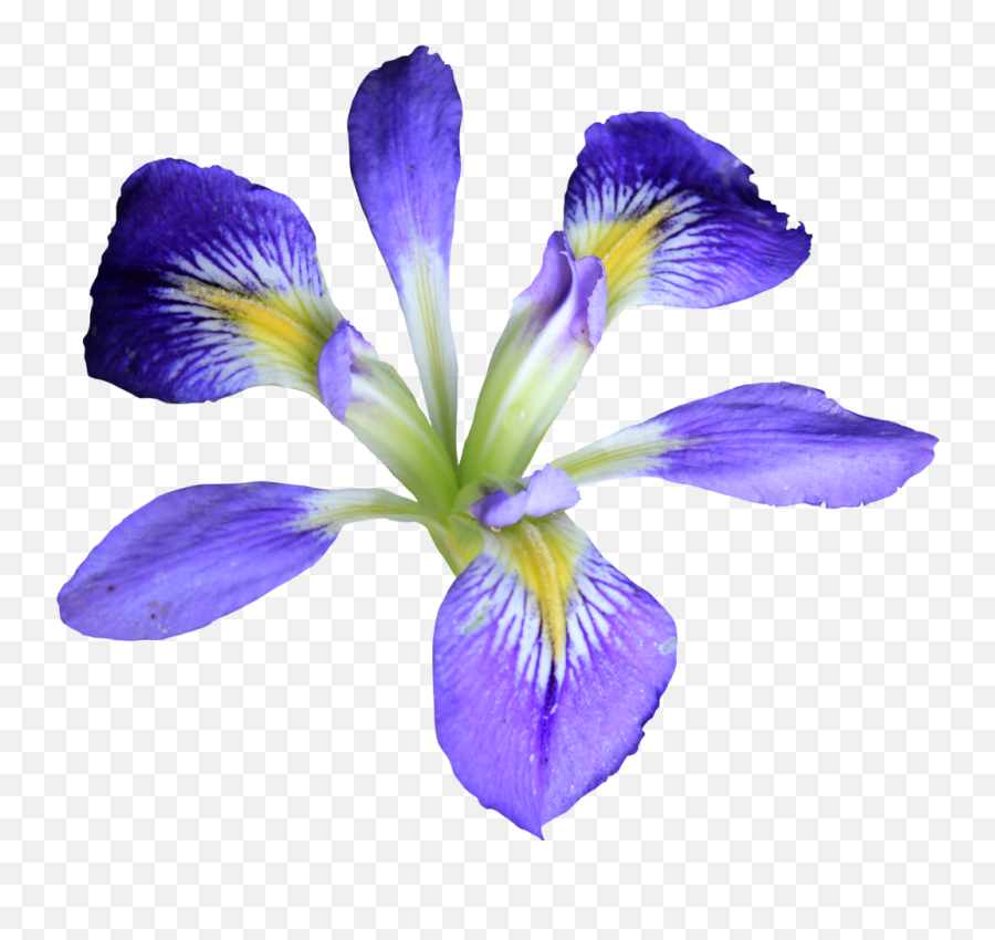 Iris Flower Png Hd Transparent Iris Emoji,Iris Flower Png