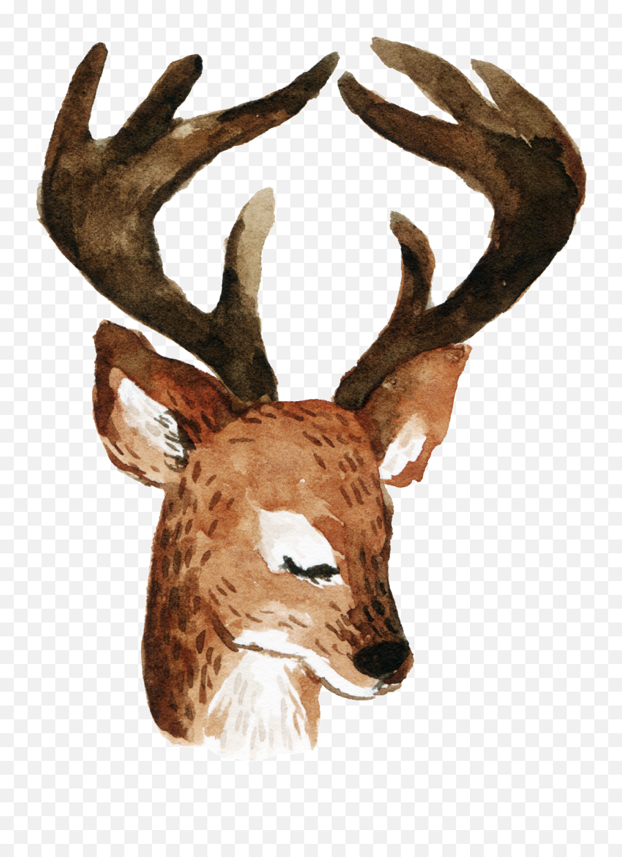 Download Hd Cartoon Longhorn Deer Png Transparent Png Image Emoji,Longhorn Png