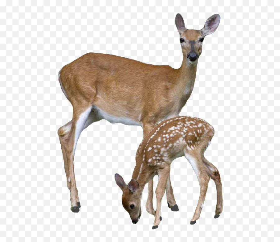 Deer With Cubs Png Png Images Download Deer With Cubs Emoji,Cubs Logo Vector
