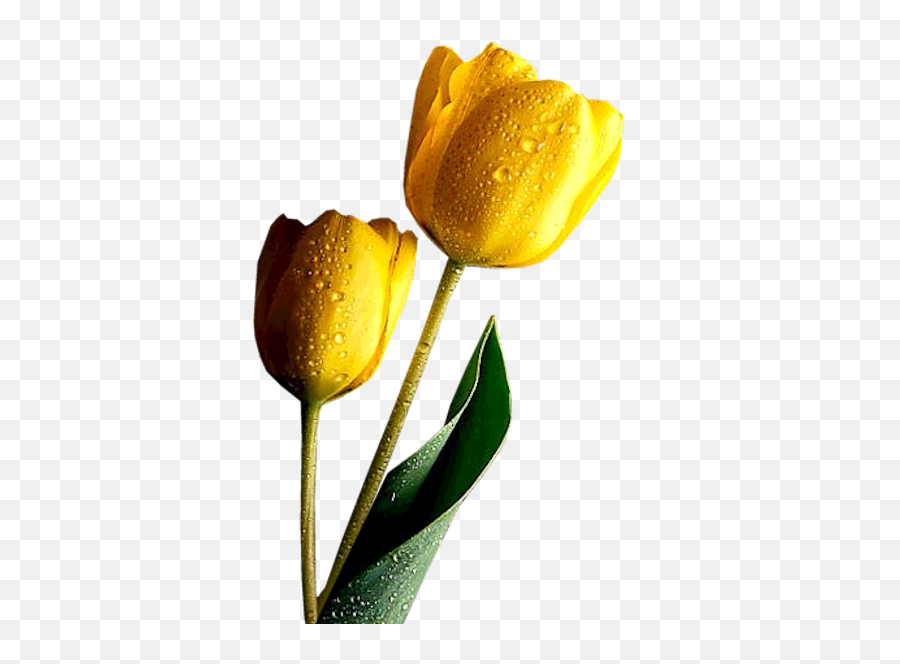 Yellow Tulips Clipart Yellow Tulips Tulip Clipart Tulips - High Resolution Yellow Tulip Emoji,Tulip Clipart