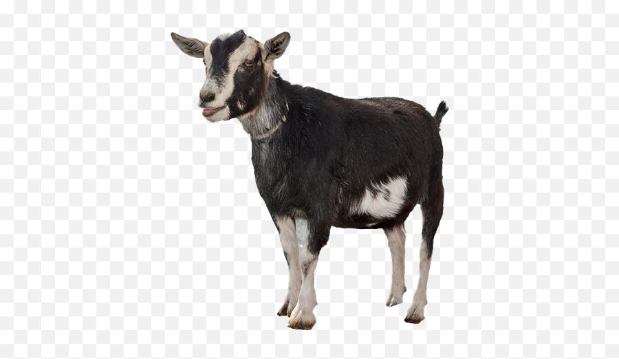 Goat Png High - Transparent Background Goats Png Emoji,Goat Png