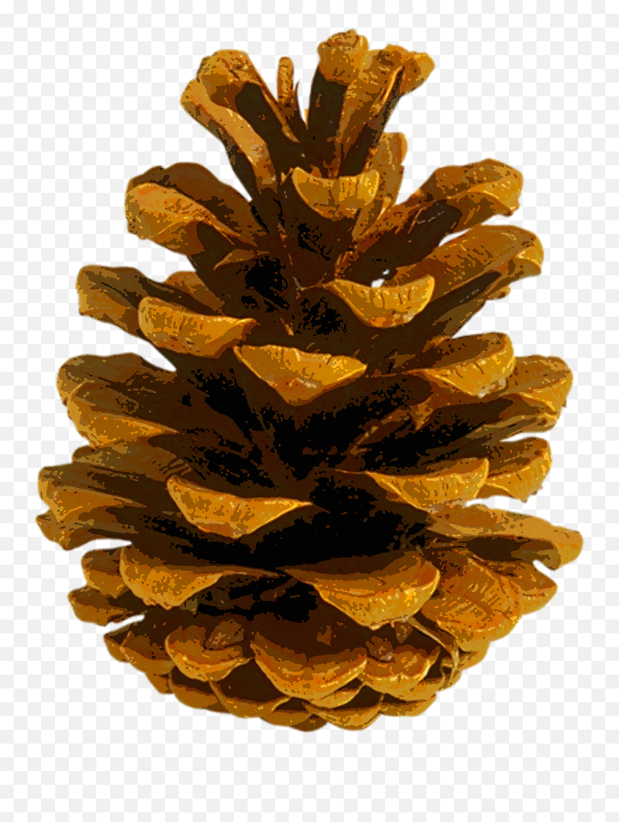 Coulter Pine Conifer Cone Autumn Leaf - Autumn Pine Cones Emoji,Pine Cone Clipart