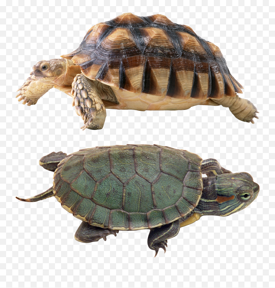 Png Images Turtle 5png Snipstock - Ebay Fish Tank Decorations Emoji,5 Png
