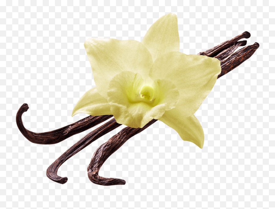 Vanilla Flower Transparent Png - Overloaded Vanilla Custard Emoji,Flower Transparent