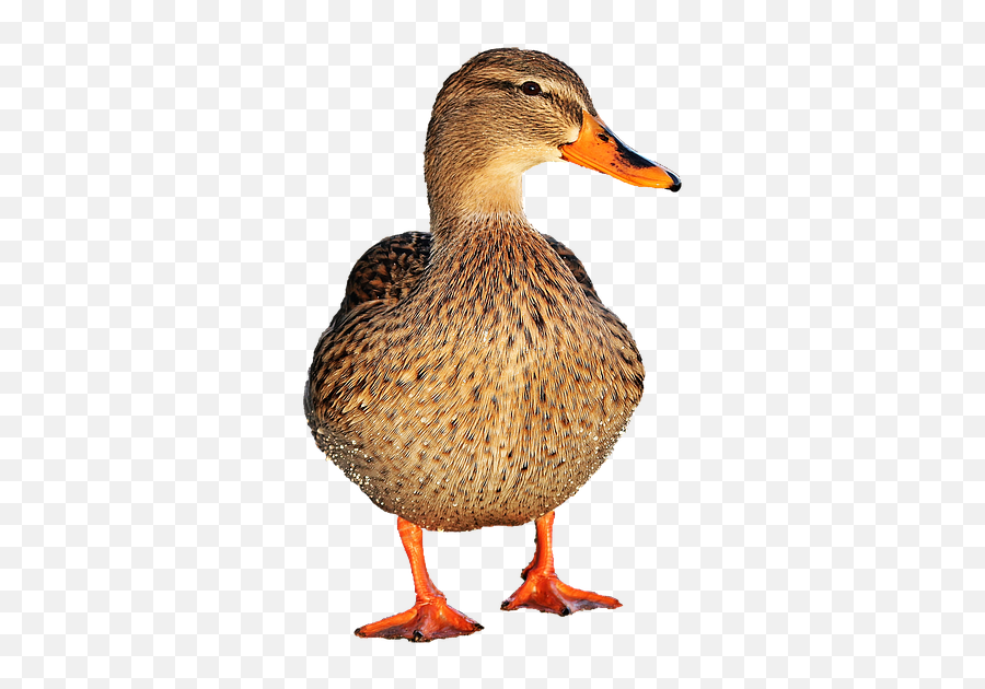 Big Top Images V39 Png Mandarin Ducks Emoji,Ducklings Clipart