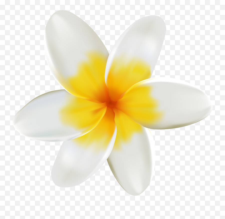 White And Yellow Flower Png Clipart - Plumeria Flower Png Emoji,White Flower Png