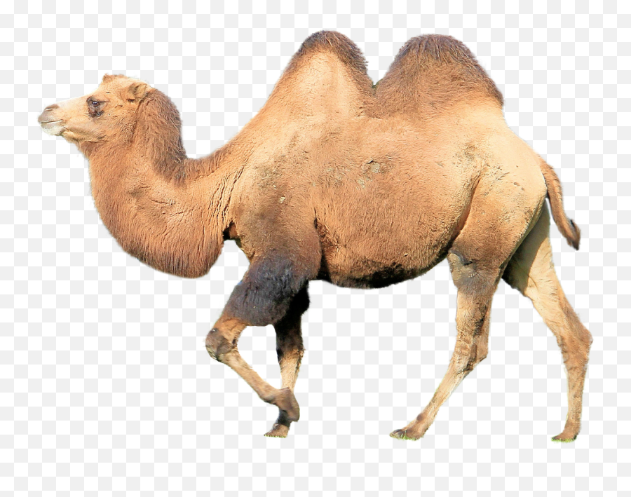 Camel Walking Png - Hump Animal Emoji,Walking Png