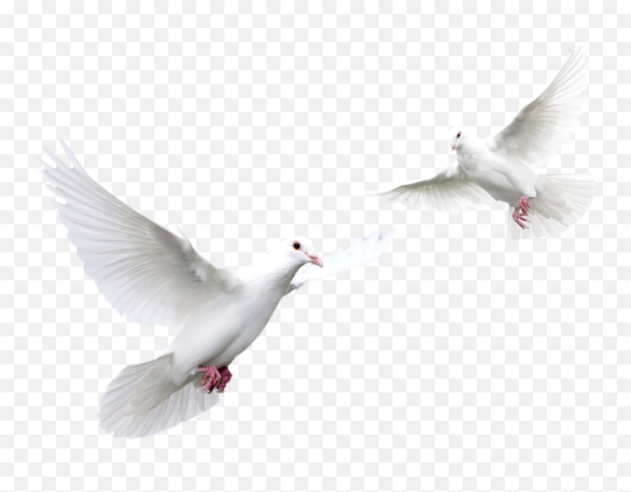 Doves Flying Black Background Png Image - Pigeon Png Black Background Emoji,Black Background Png