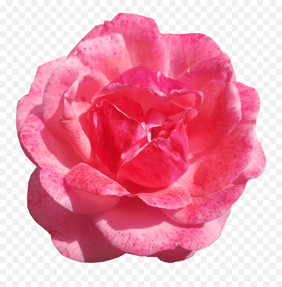 Single Pink Rose Transparent Background - Garden Roses Emoji,Flower Transparent