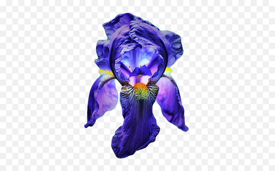 Download Hd Go To Image Emoji,Iris Flower Png