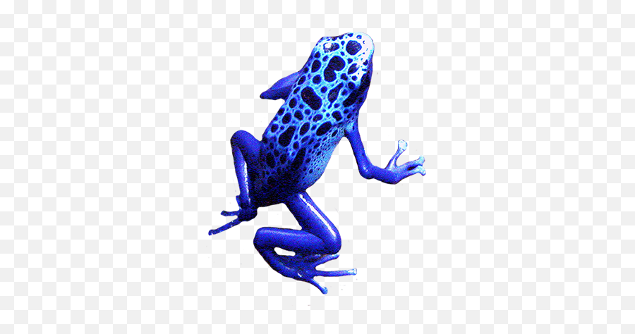 Blue Frog Png - Blue Frog Transparent Background Emoji,Frog Png