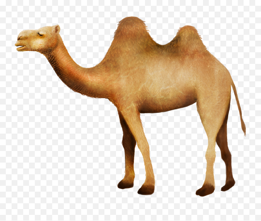 Clip Art Camel In Desert Picture - Desierto Con Cactus Y Desert Camel Clipart Emoji,Camel Clipart