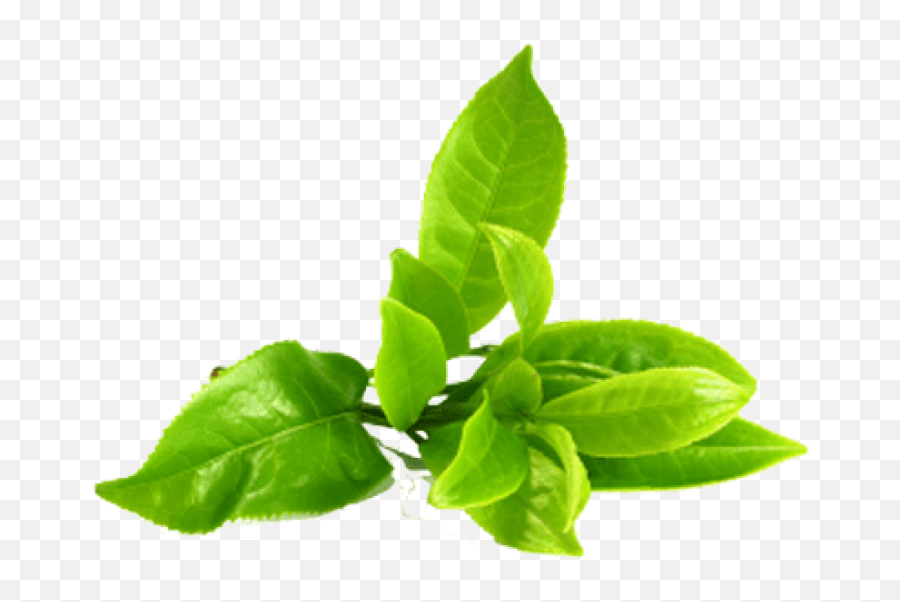 Stem Green Tea Leaves Png Clipart Png Mart - Transparent Background Green Tea Leaf Png Emoji,Stem Clipart