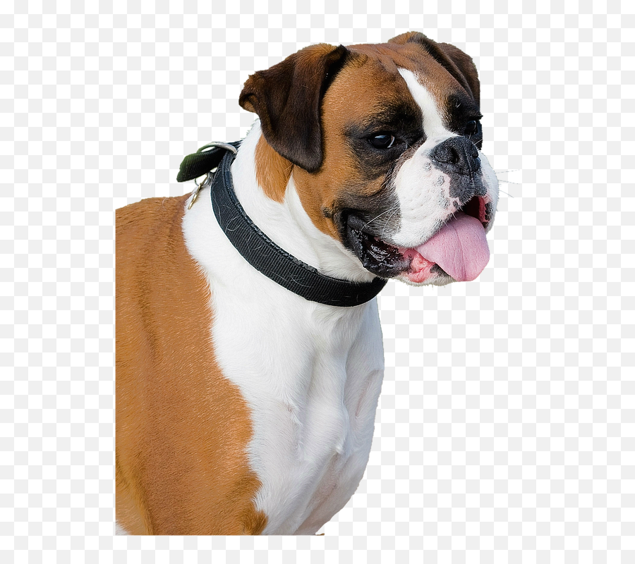 Doge Png - Boxer Hund Png Boxer Dog Transparent Background Perro Boxer Png Emoji,Doge Transparent Background