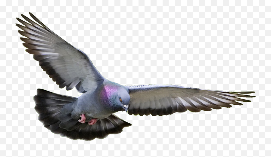 Pigeon Png Clipart - Flying Pigeon Png Emoji,Pigeon Clipart
