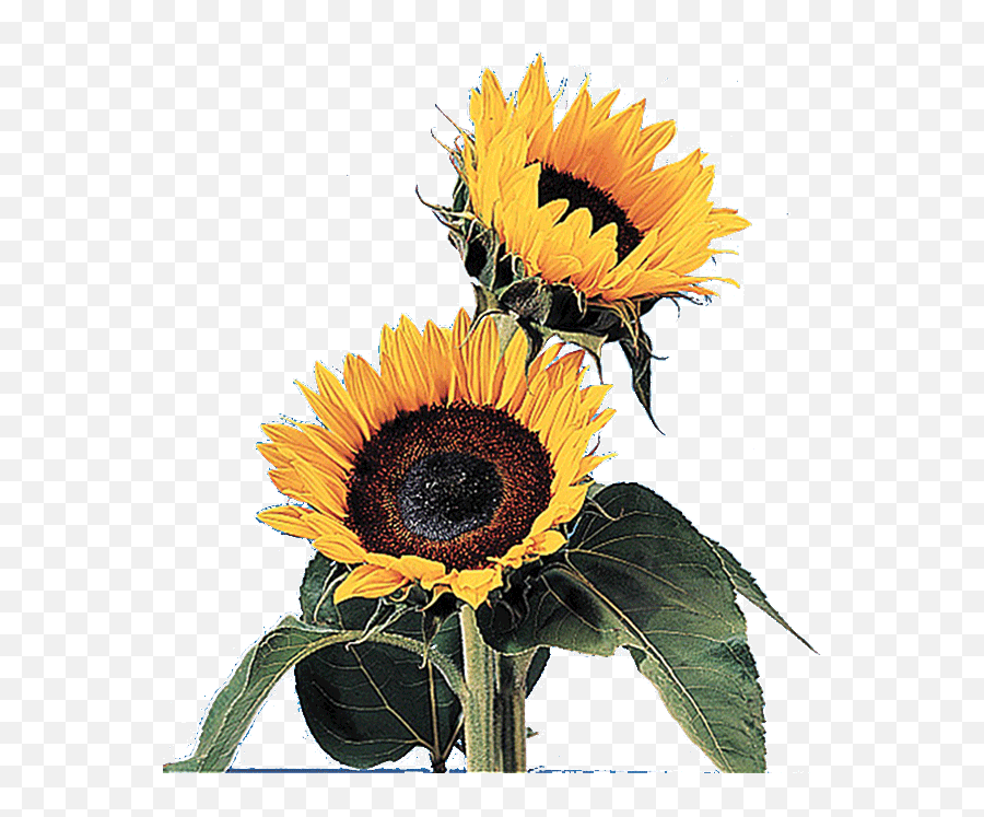 Floralife - Transparent Background Transparent Flowers Blooming Gif Emoji,Transparent Sunflowers