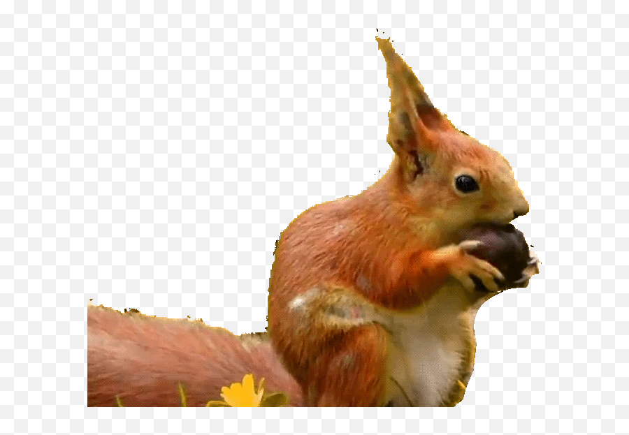 Squirrel Gifs - Animated Images Of This Cute Animal Rodent Red Squirrel Emoji,Squirrel Transparent Background