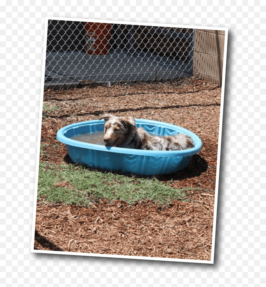 Dog Kennel Prices Pet Boarding U0026 Daycare Fresno 559 Emoji,Funny Faces Png