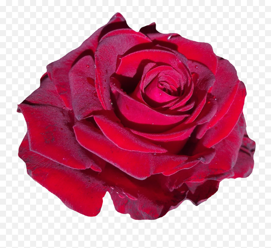 Red Rose At White Background Free Image Download Emoji,Red Rose Transparent Background