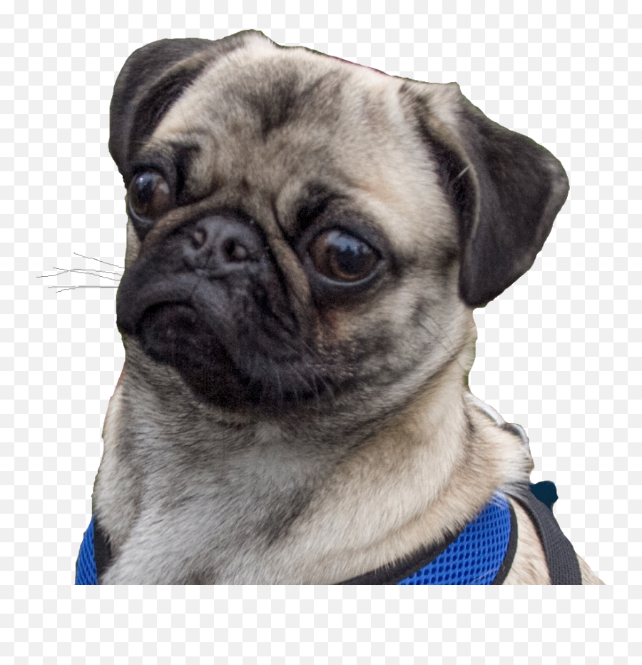 Pug Clipart Pug Puppy Pewdiepie Maya No - Pug Transparent Png Emoji,Pewdiepie Face Png