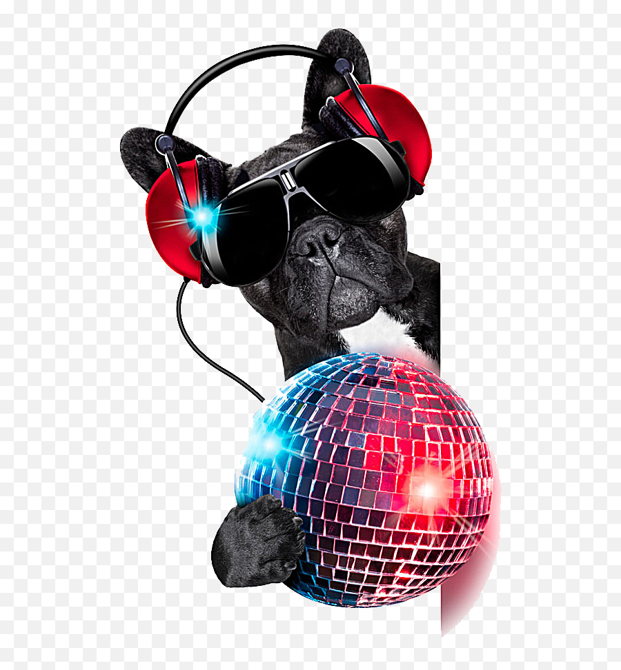 Download Jockey Colored Photography Dog Ball Nightclub Disc - Disco Dogs Emoji,Frisbee Clipart