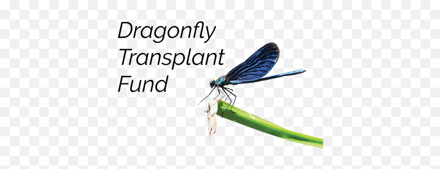 Contact Dragonfly Transplant Fund - Parasitism Emoji,Dragonfly Logo