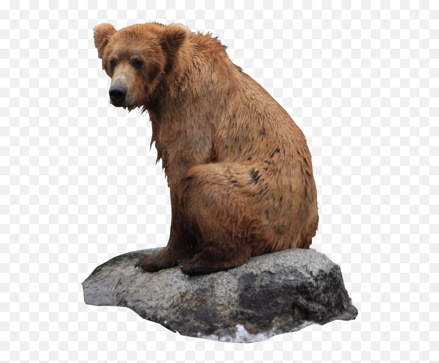 Bear Png Transparent Background Image For Free Download 31 - Bear Sitting Transparent Background Emoji,Bear Png
