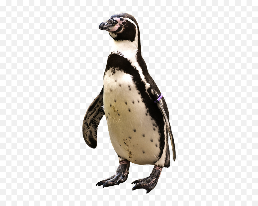 Penguin Png Penguin Animal World Water - Antarctic Animals Penguin Wearing A Top Hat Emoji,Animals Png