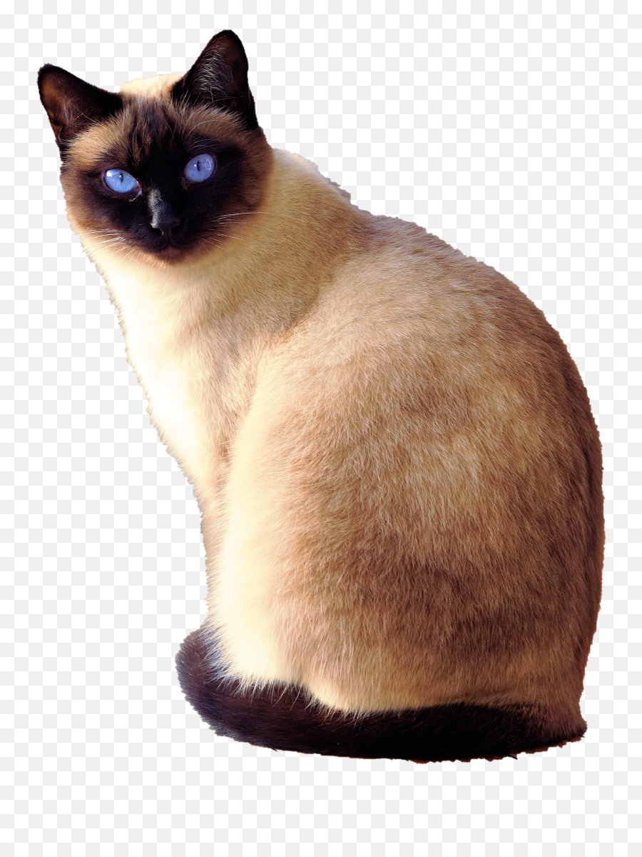 Cat Transparent Free Png - Siamese Cat Emoji,Cat Transparent