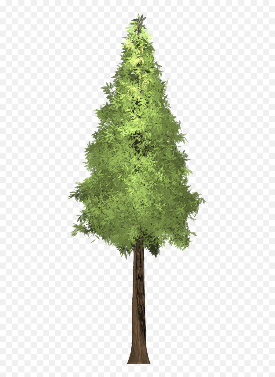 Download Forest Redwood Tree Painted Emoji,Redwood Tree Clipart