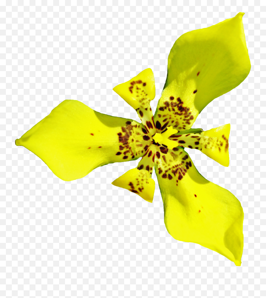 Orchid Png Image - Purepng Free Transparent Cc0 Png Image Emoji,Orchid Transparent Background