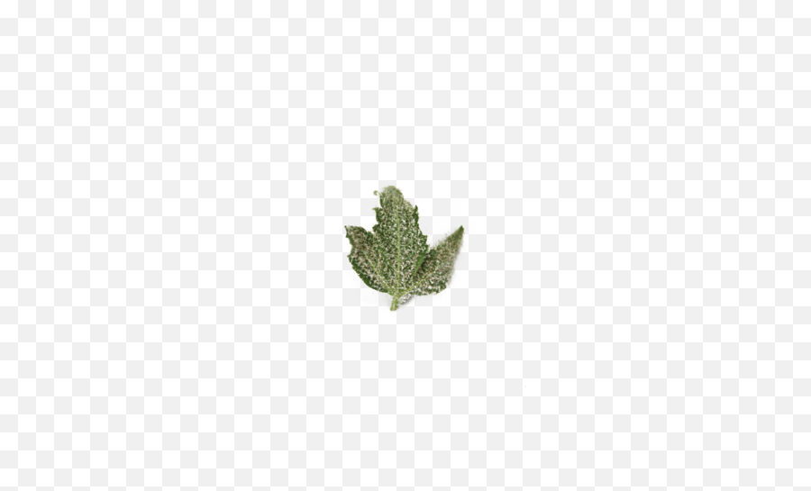 Business Opportunities Vapica - Hemp Emoji,Weed Leaf Png