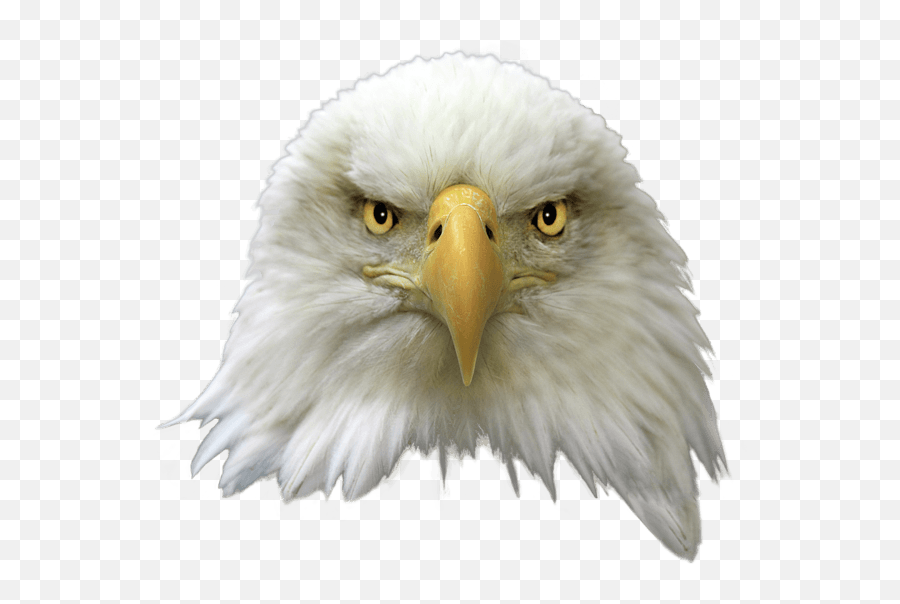 Free Bald Eagle Png Transparent Image - Bald Eagle Head Png Emoji,Bald Eagle Clipart