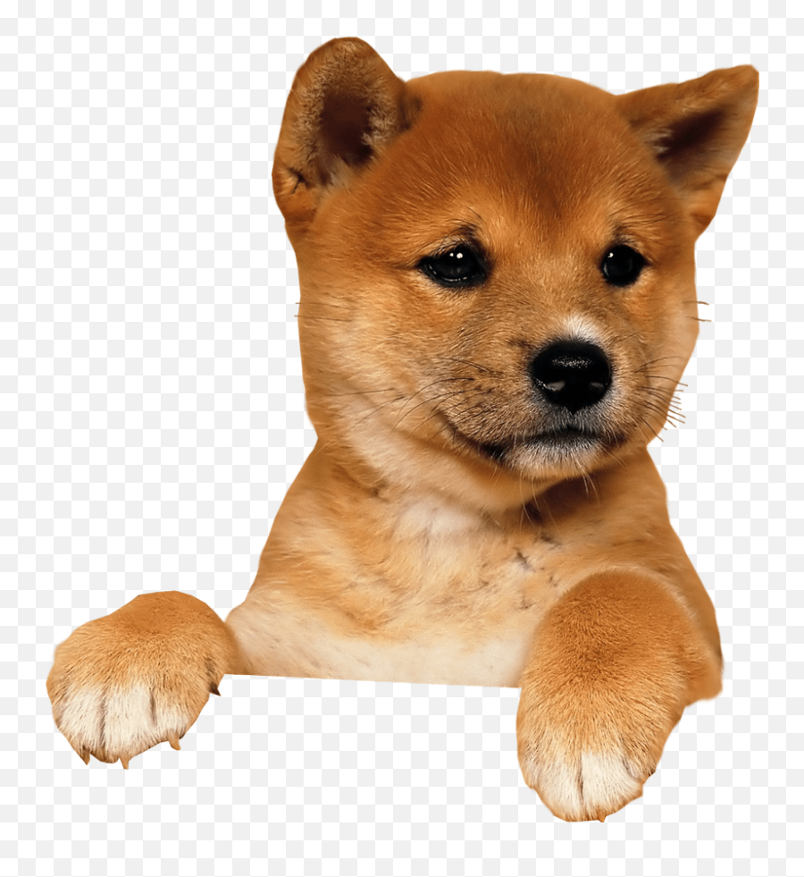 Cute Puppy Climbing Transparent - Translucent Transparent Background Dog Emoji,Doge Transparent