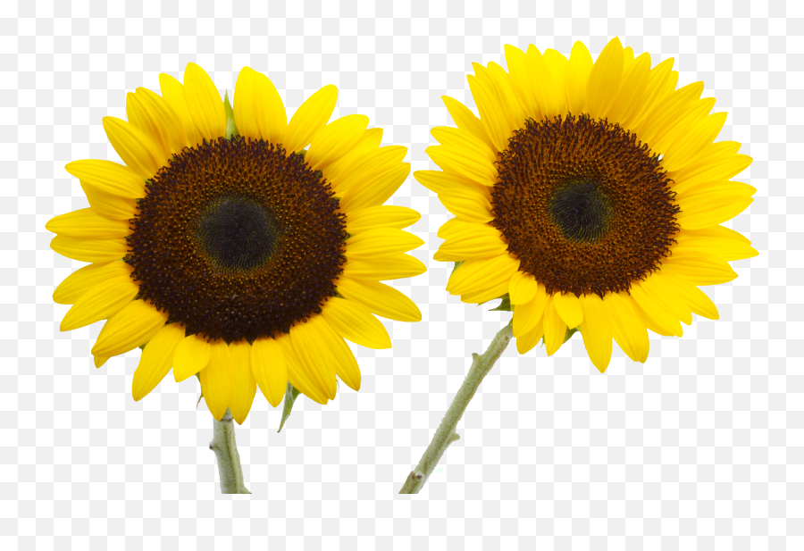 Free Transparent Two Cut Sunflowers Png Emoji,Transparent Sunflowers