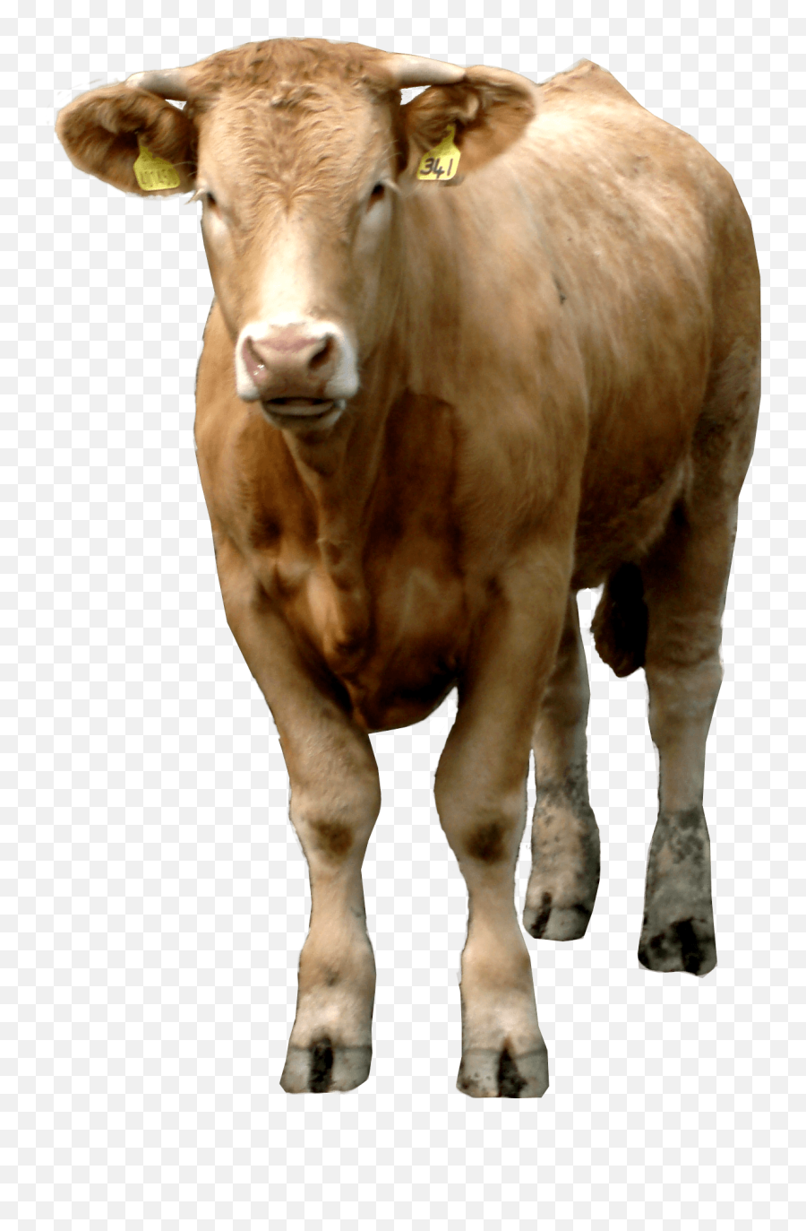 Download Brown Cow Png Image Hq Png - Brown Cow Png Emoji,Cow Png