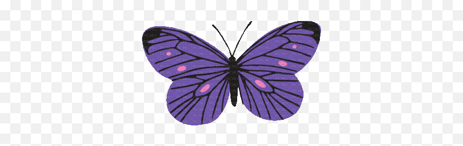 Fastest Purple Butterfly Gif Images Emoji,Butterfly Gif Transparent