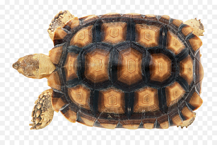 Turtle Png - Turtle Carapace Emoji,Turtle Png