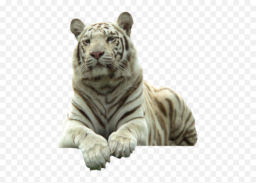 Download Hd White Tiger - White Tiger With Transparent White Tiger Transparent Background Emoji,Tiger Transparent Background