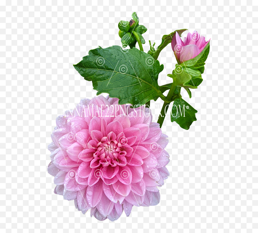 Pink Dahlia With Water Drops Flower Png Stock Photo 562 Emoji,Pink Flower Transparent Background