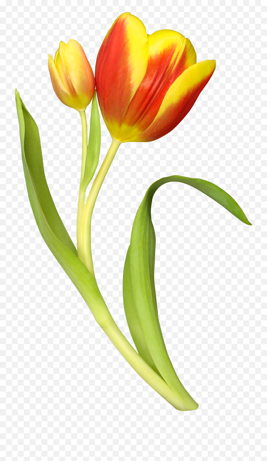 Free Free Easter Lily Clipart Download - Clipart Transparent Background Tulip Emoji,Easter Lily Clipart