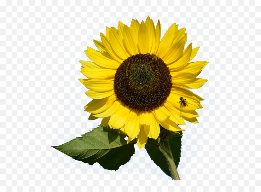 Sunflowers Png Transparent Background - Sunflower Clipart On Transparent Background Emoji,Sunflowers Png