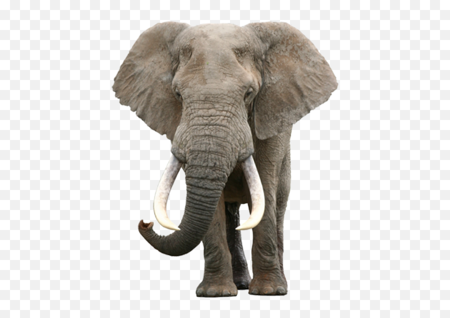 Elephant Elephants Safari Africa Animal Animalsticker - Elephant Png Emoji,Safari Animals Clipart