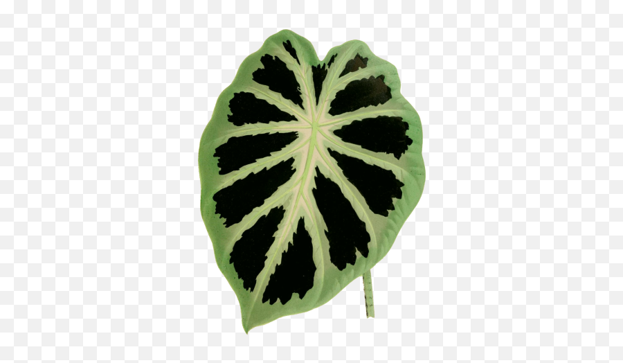Foliage Leaf Plant Transparent Free Stock Photo - Public Emoji,Plants Transparent Background