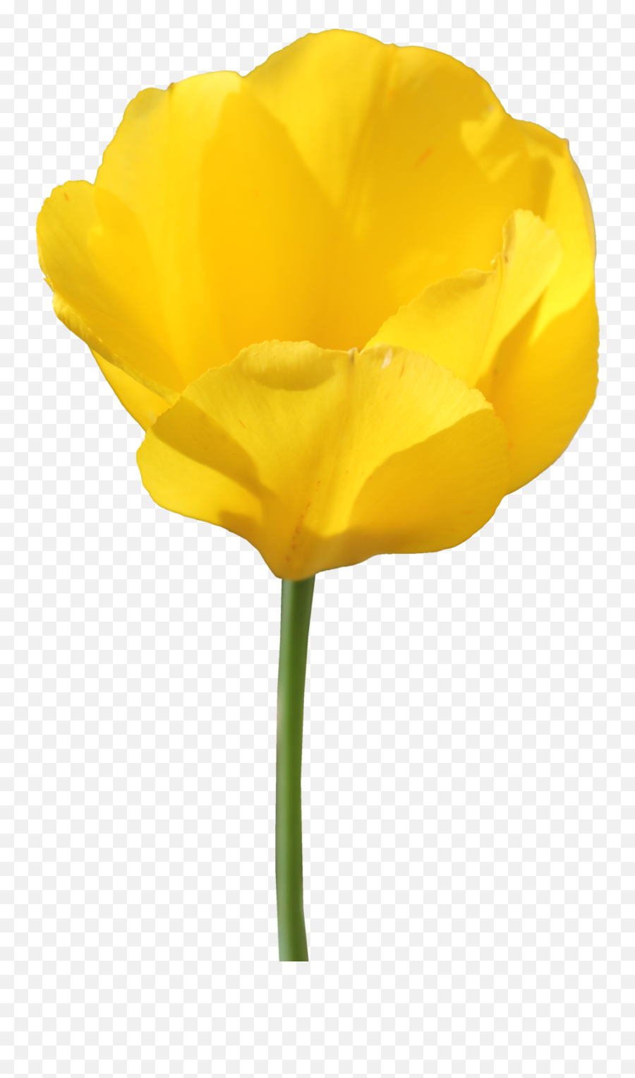 Tulip Clipart Yellow Tulip - Yellow Tulip No Background Tulip With Transparent Background Emoji,Tulip Clipart
