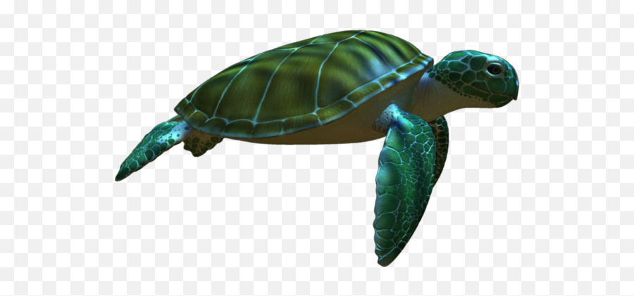 Green Sea Turtle Animation - Turtle Png Download 960540 Green Sea Turtle Png Emoji,Turtle Png