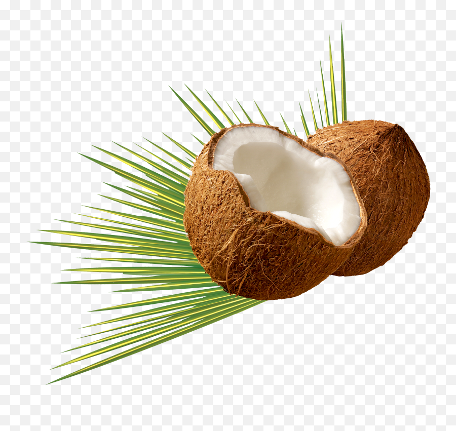 Coconut Png Image - Virgin Coconut Oil Png Emoji,Coconut Png
