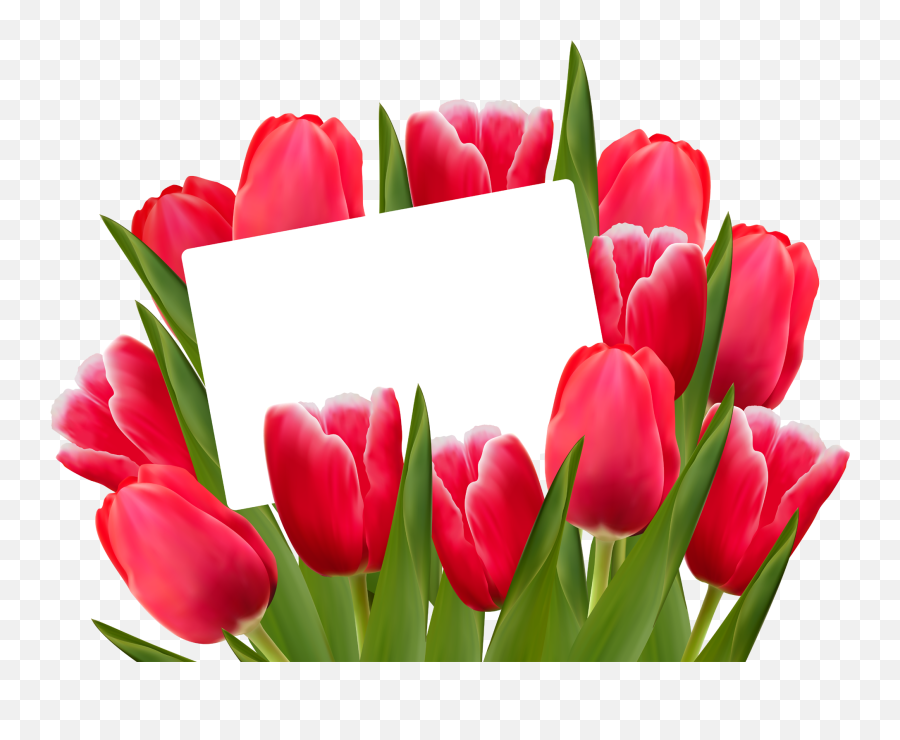 Tulip Flower Png Images Free Gallery - Transparent Tulip Border Emoji,Red Transparent