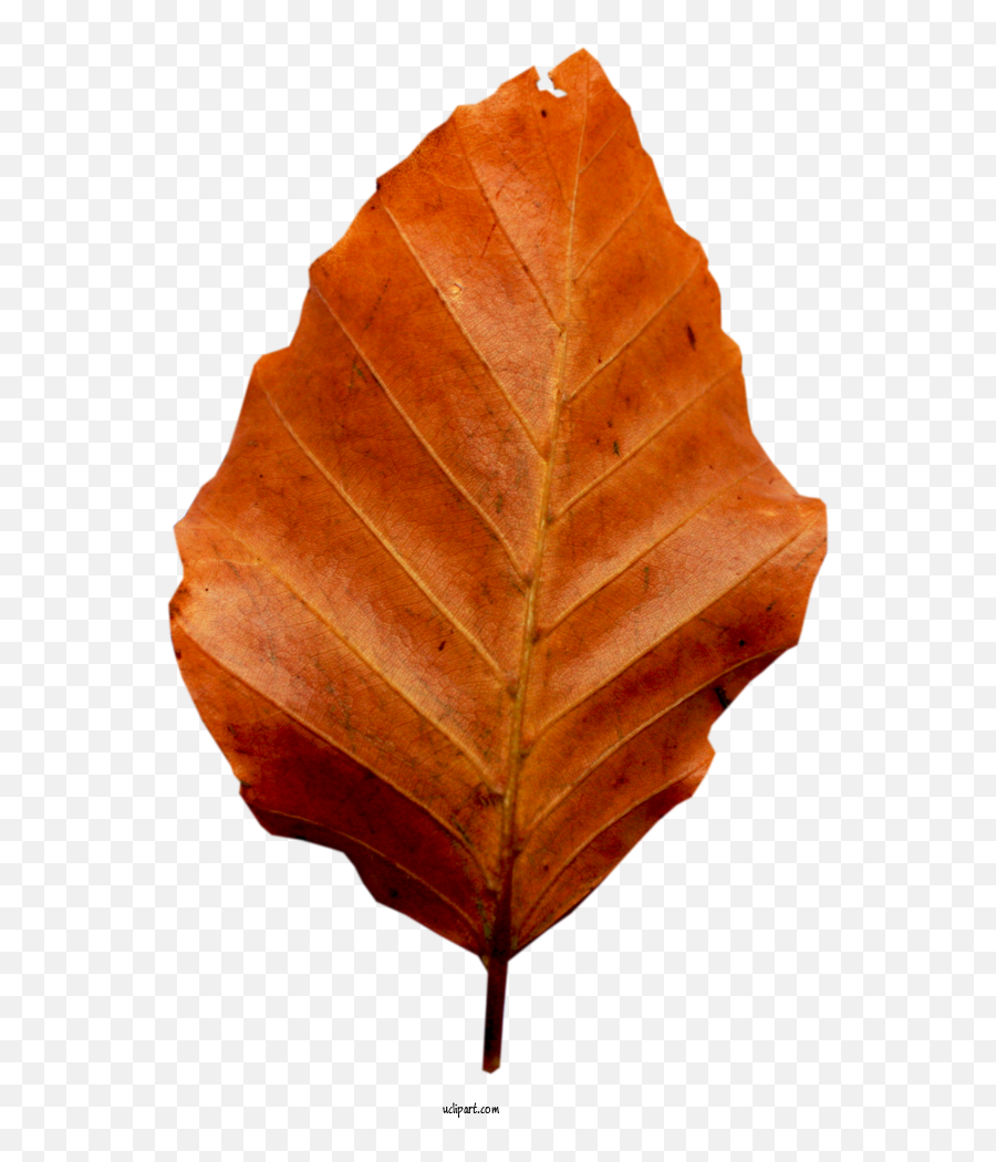 Nature Leaf Plant Stem Twig For Leaf - Leaf Clipart Nature Emoji,Twigs Clipart